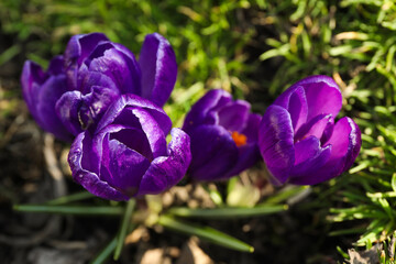 Beautiful purple crocus flowers growing in garden, closeup
