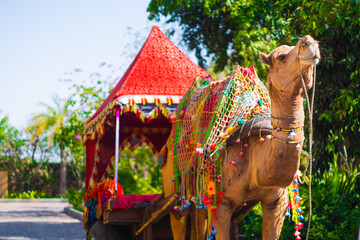 colorfully decorated regal camel decked in colorful tie and dye cloth, loops and bridle standing majestically waiting for the animal festival in pushkar bikaner rajasthan india