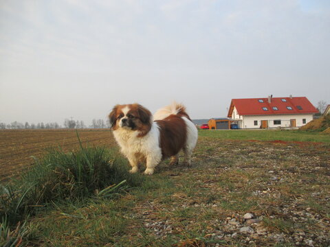 Kleiner Hund beim Spaziergang am Feldrand auf einer gr&uuml;nen Wiese