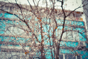 Blooming tree branch with white flowers close up in a sunny day. Spring nature concept. Selective focus