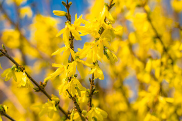 Die Forsythie ist einer der ersten Blühpflanzen in Deutschland im Frühling.