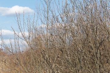 Obraz premium a willow bush begins to bloom.