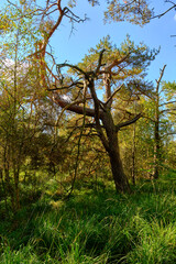 Naturschutzgebiet Ribnitzer Großes Moor im Stadtforst Ribnitz-Damgarten, Landkreis Vorpommern-Rügen und Landkreis Rostock, Mecklenburg Vorpommern,  Deutschland