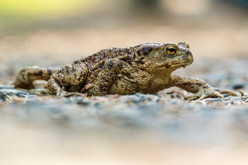 Erdkröte