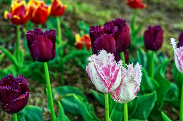 multi-colored tulip in the garden