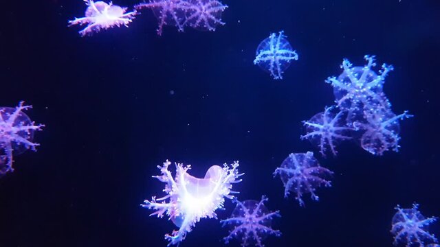 Upside-down jellyfish swimming in a tank. Cassiopea ornata.