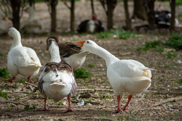 Patos en los jardines del principe del palacio de Aranjuez