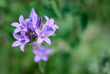 Fototapeta premium Macro of violet flower of clustered bellflower (Campanula glomerata, Dane's blood). Delicate purple flowers on a blurred green background. Plants of the family Campanulaceae.