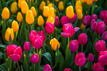 Bright, colorful scarlet and yellow tulips.
