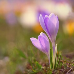 Spring flowers. Colorful nature background. Close-up of a group of blooming colorful crocus. (Crocus vernus)