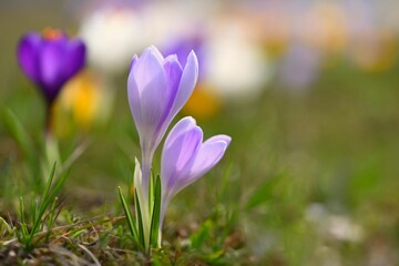 Beautiful spring background. Close-up of a group of blooming colorful crocus flowers (Crocus vernus)