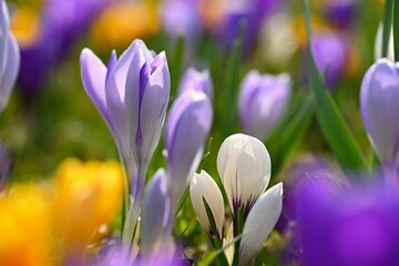 Beautiful spring background. Close-up of a group of blooming colorful crocus flowers (Crocus vernus)
