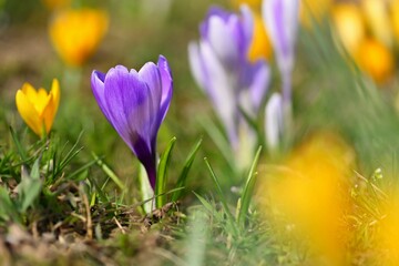 Spring flowers. Colorful nature background. Close-up of a group of blooming colorful crocus. (Crocus vernus)