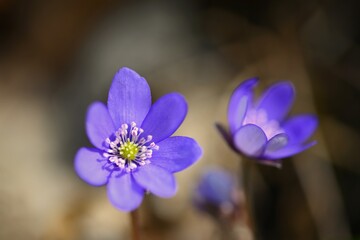 Spring flower. Beautiful purple plant in the forest. Colorful natural background. (Hepatica nobilis)