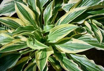 Naklejka na ściany i meble green and yellow hosta leaves, large striped leaves (hostas, plantain lilies, giboshi). Green natural background