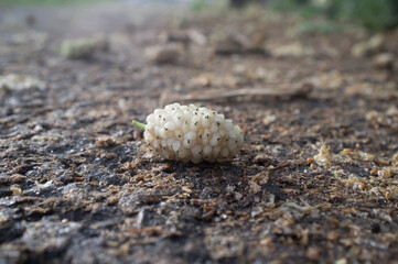 White mulberry over rural road surface