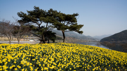 호숫가의 꽃동산에 노란 수선화가 활짝 피다.