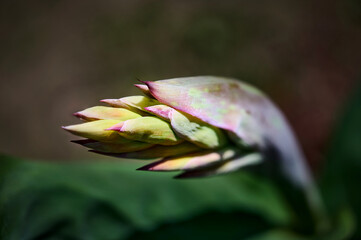 Green graphic Bud of Canna flower (canna lily, Canna edulis) close up. green abstract floral background