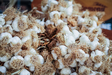 Garlic background in basket
