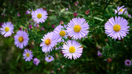 Blue aster flowers on a background of green foliage. purple floral background. selective focus. Close-up.