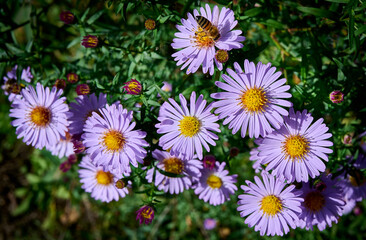 Blue aster flowers on a background of green foliage. purple floral background. selective focus. Close-up.