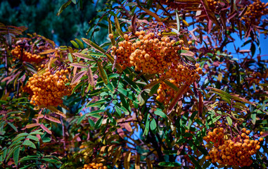 Rowan branch with bright orange berries on the background of green foliage. (Mountain Ash Rowan tree or Sorbus Aucuparia). Ornamental plant. Jam and drinks with a bitter taste are made from berries.