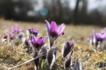 Beautiful purple fluffy flower Oriental Pulsatilla patens pasqueflower