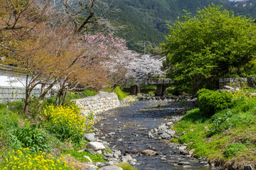 秋月野鳥川の桜と菜の花の風景　福岡県朝倉市