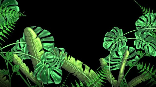 Tropical plants, loop-able from 20:00 to end. Monstera, Banana Palm. Leaves, ferns, flowers animation on black background, with a copy space area for your logo, text or titles.