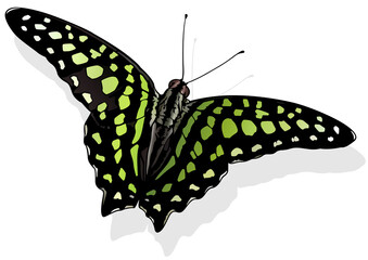 Tailed Jay - Beautiful Butterfly Graphium agamemnon Isolated on White Background, Vector Illustration