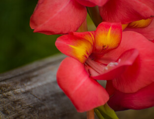 red tulip on a wooden background