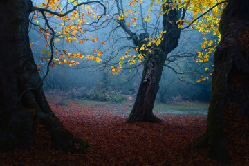 Fall in the forest