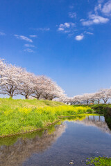 草場川沿いの桜並木と菜の花の風景　福岡県筑前町