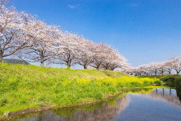 Fototapeta na wymiar 草場川沿いの桜並木と菜の花の風景　福岡県筑前町