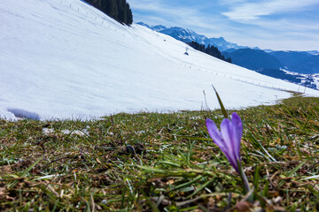 Krokus - Frühling - Allgäu - Schnee - Berge - Oberstdorf