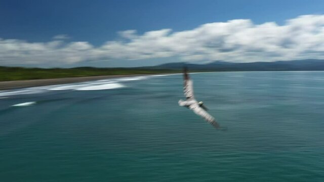 Brown pelican flying over the ocean along zancudo beach jungle Costa Rica