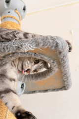 キャットタワーで遊ぶ猫　サバトラ猫