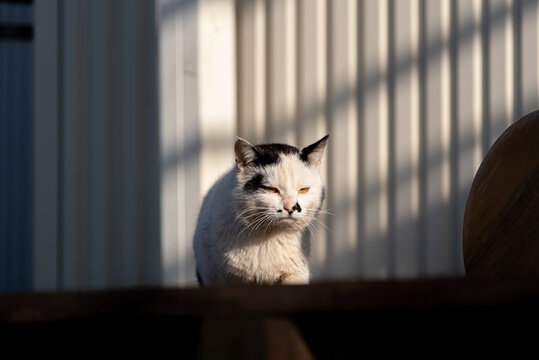 不機嫌そうな猫