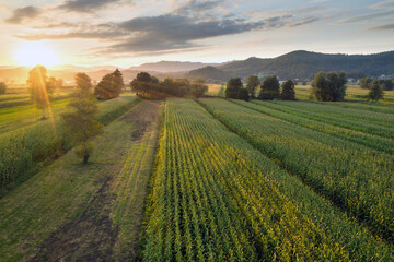 Green corn field at sunset from aerial view.