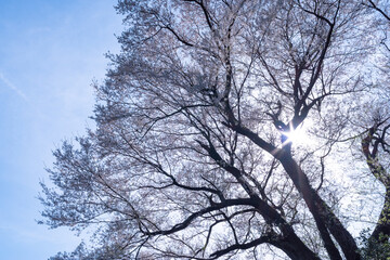 逆光に輝く桜　