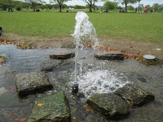 熊本市の江津湖公園で自然に噴出している噴水