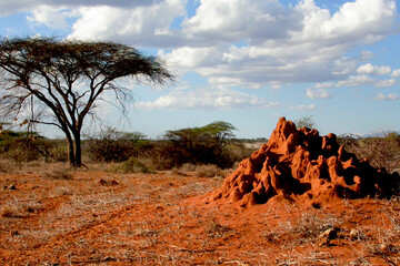 Termitière rouge énorme à Samburu Afrique Kenya