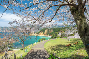 満開の桜と青空広がる西伊豆黄金崎の風景　3月
