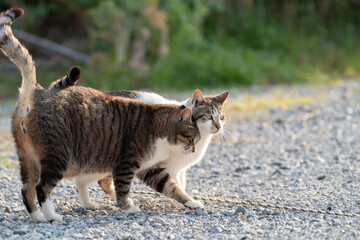 寄り添う二匹の猫
