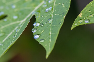 water drops on a leaf