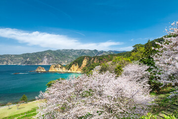 満開の桜と青空広がる西伊豆黄金崎の風景　3月