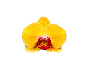 Yellow phalaenopsis orchid head isolated on white background , clipping path