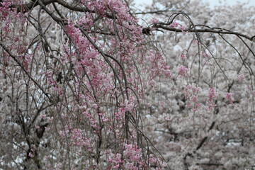 Takasaki Sakura Cherry Blossoms and Lanterns - April 3rd, 2021