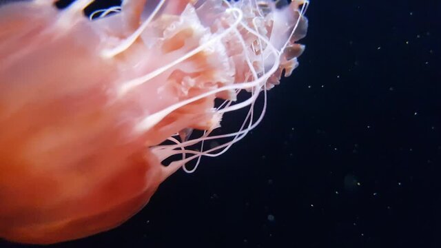 Sea Nettle swimming in a tank. Black jellyfish or Sarlacc jellyfish.