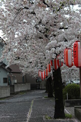 Takasaki Sakura Cherry Blossoms and Lanterns - April 3rd, 2021